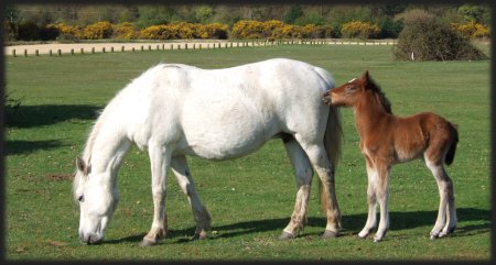 new forest pony