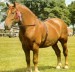 suffolský kůň