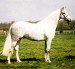 velšský horský pony