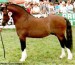 velšský pony