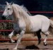 andaluský kůň