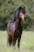 dartmoorský pony